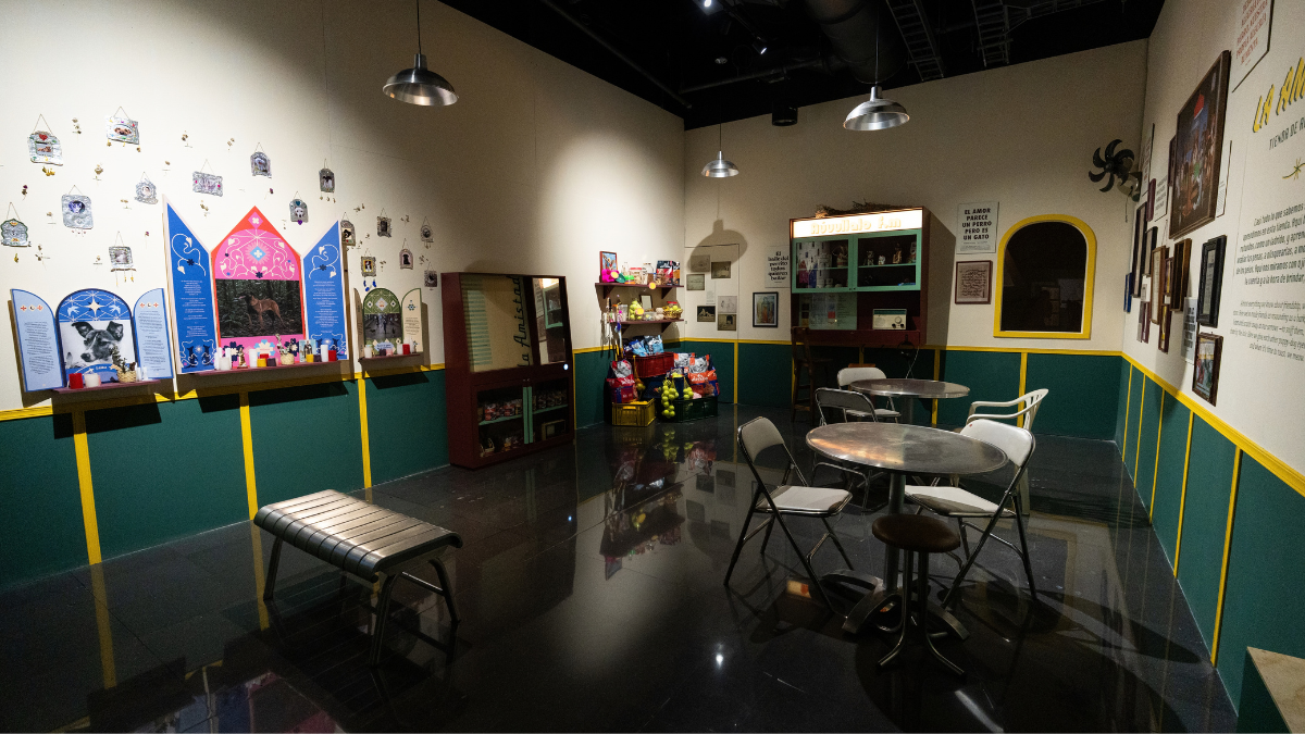 Perros y gatos una exposición para mirar el mundo desde otras patas