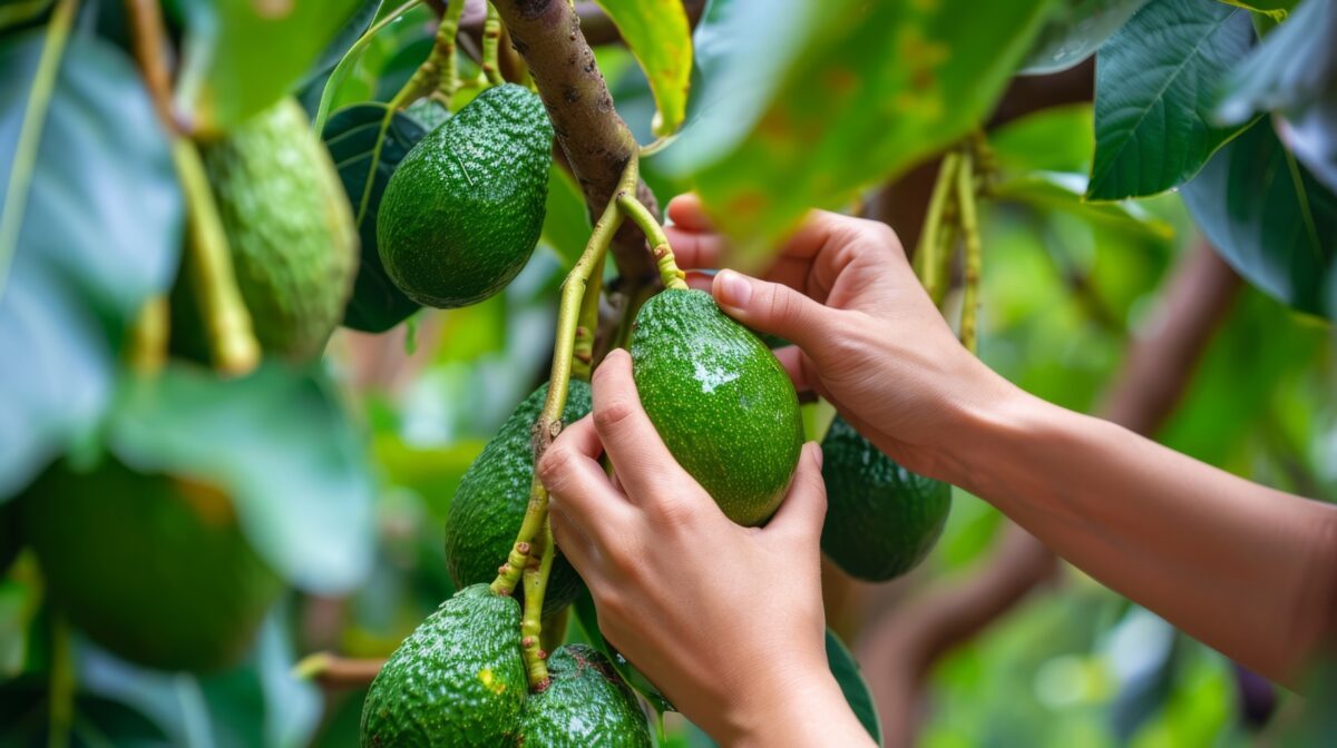 Producción de aguacate Hass en el Oriente antioqueño