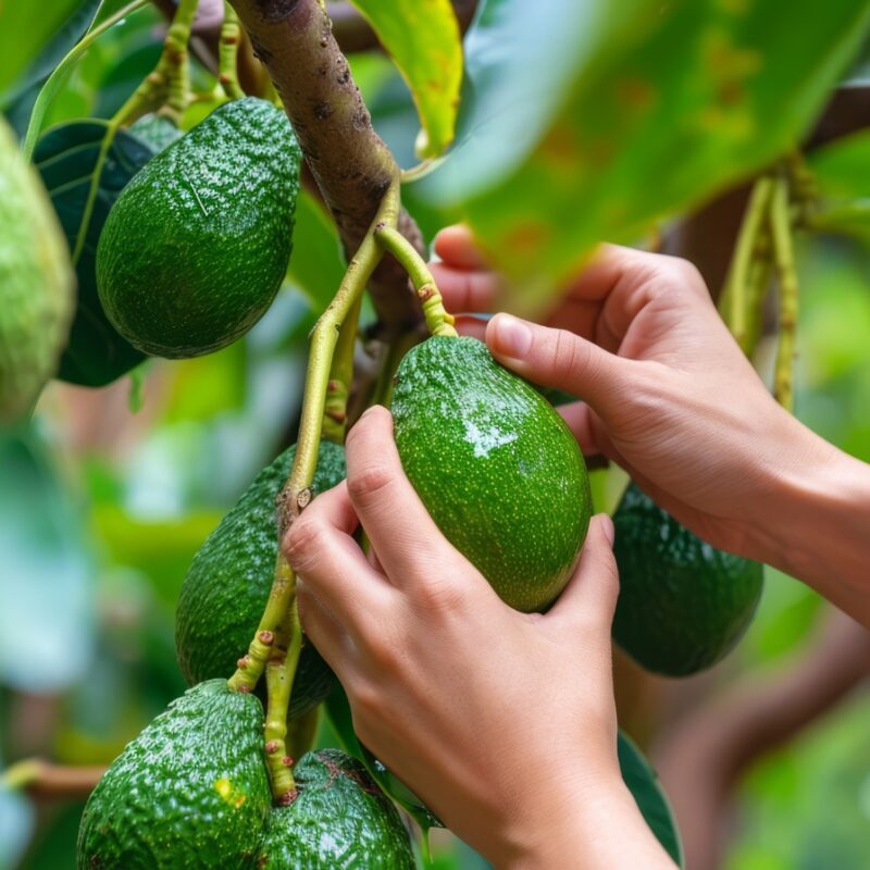 Abejorral y Sonsón, juntos, lideran producción de aguacate Hass en Antioquia
