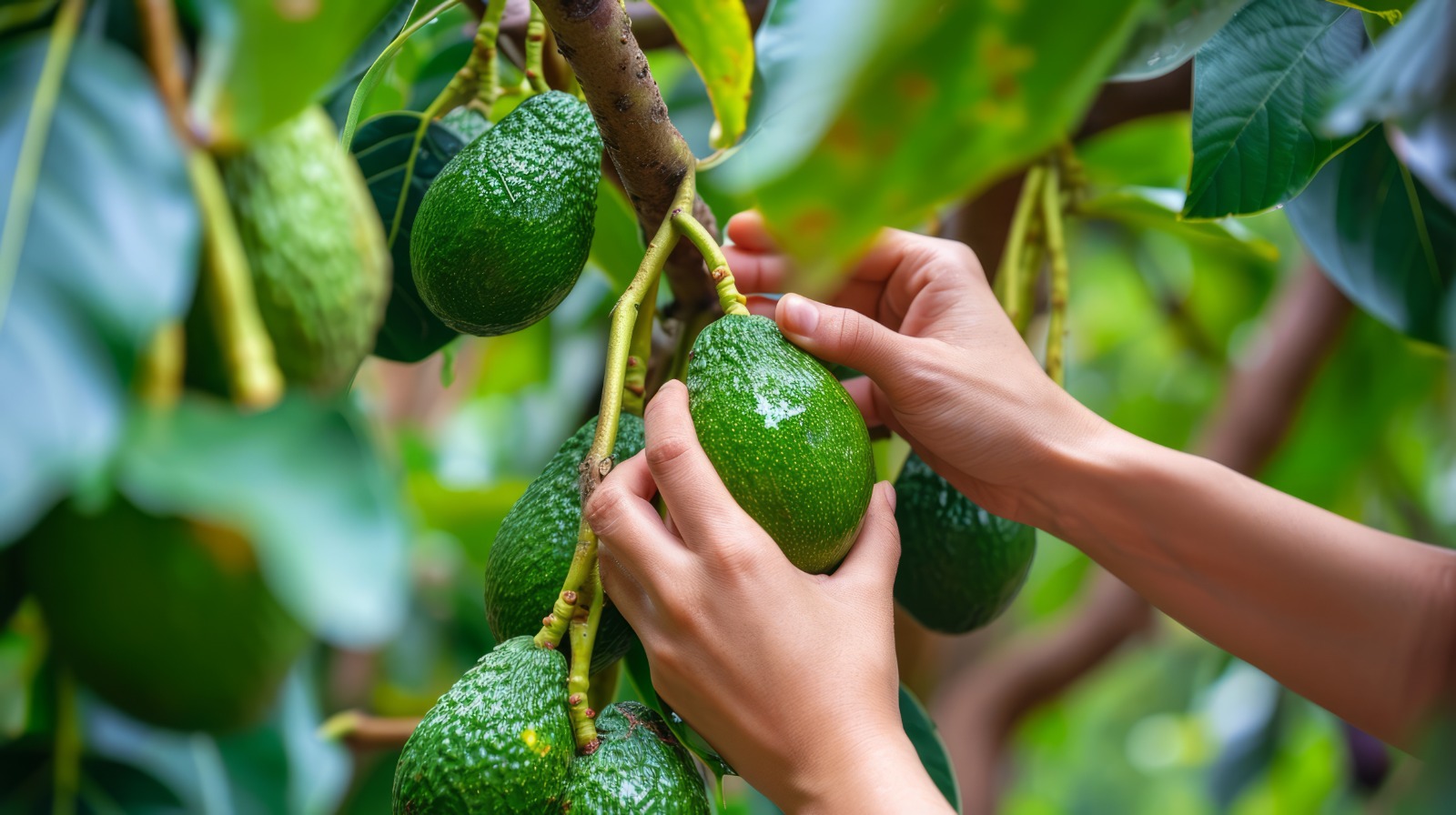 Producción de aguacate Hass en el Oriente antioqueño