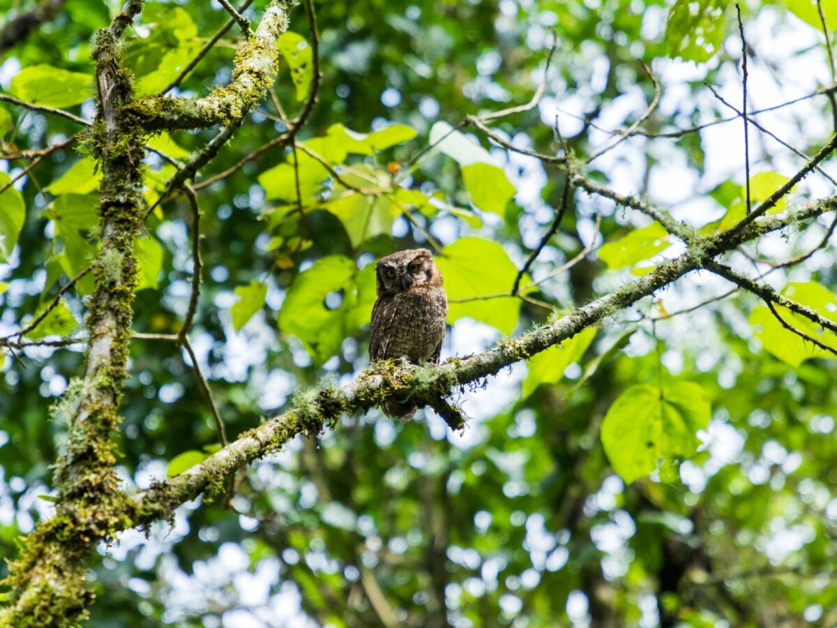 Envigado quiere más bosques con menos luz artificial