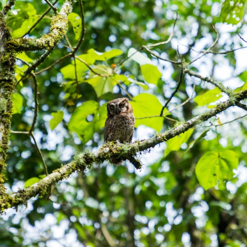 Envigado quiere más bosques con menos luz artificial