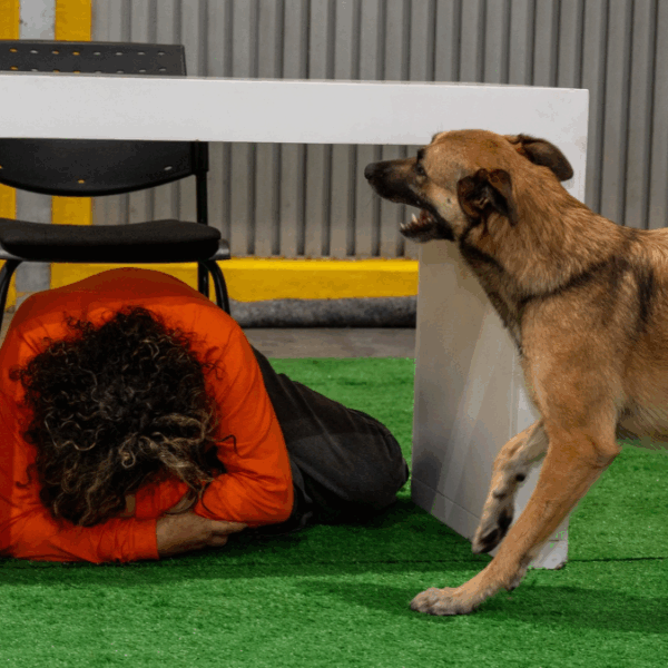 Expopet, una cita para las familias multiespecie en Medellín
