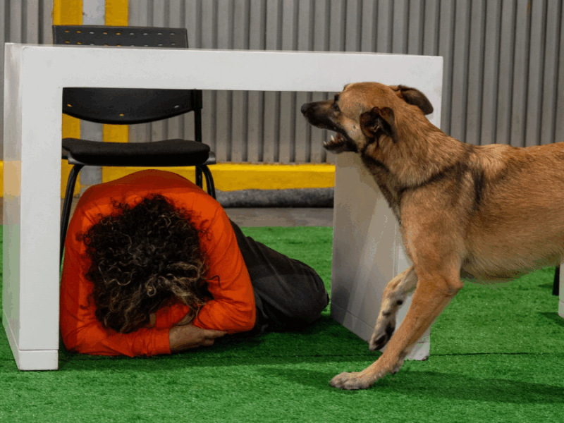 Expopet, una cita para las familias multiespecie en Medellín