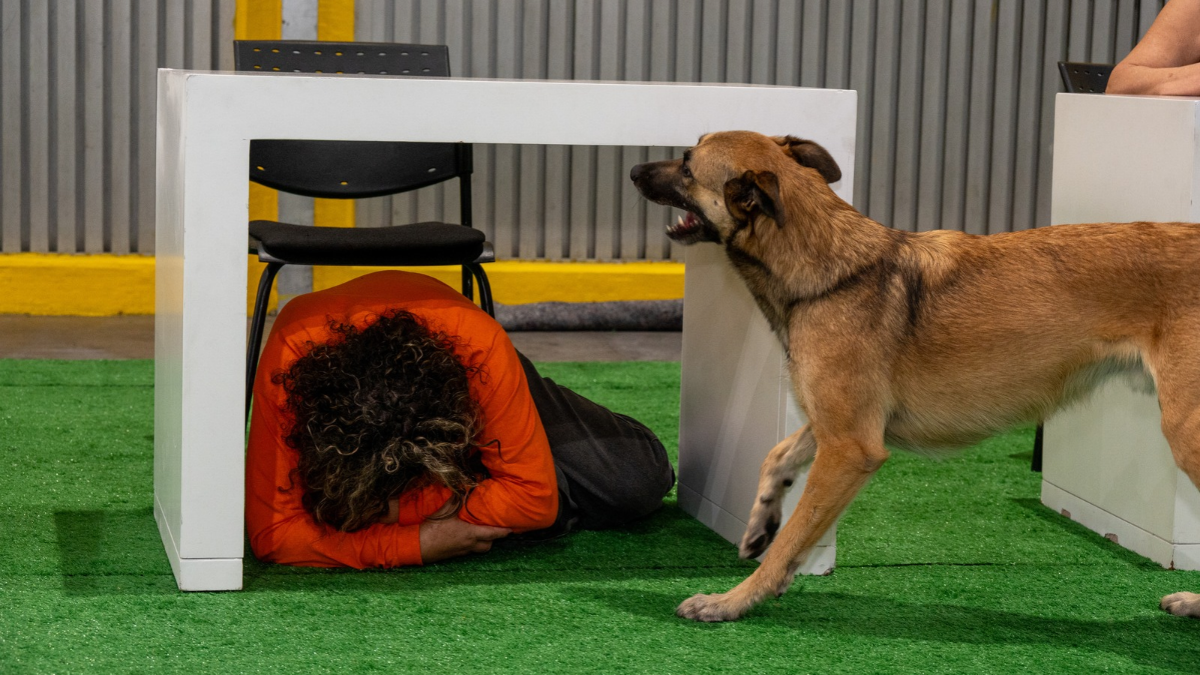 Expopet, una cita para las familias multiespecie en Medellín