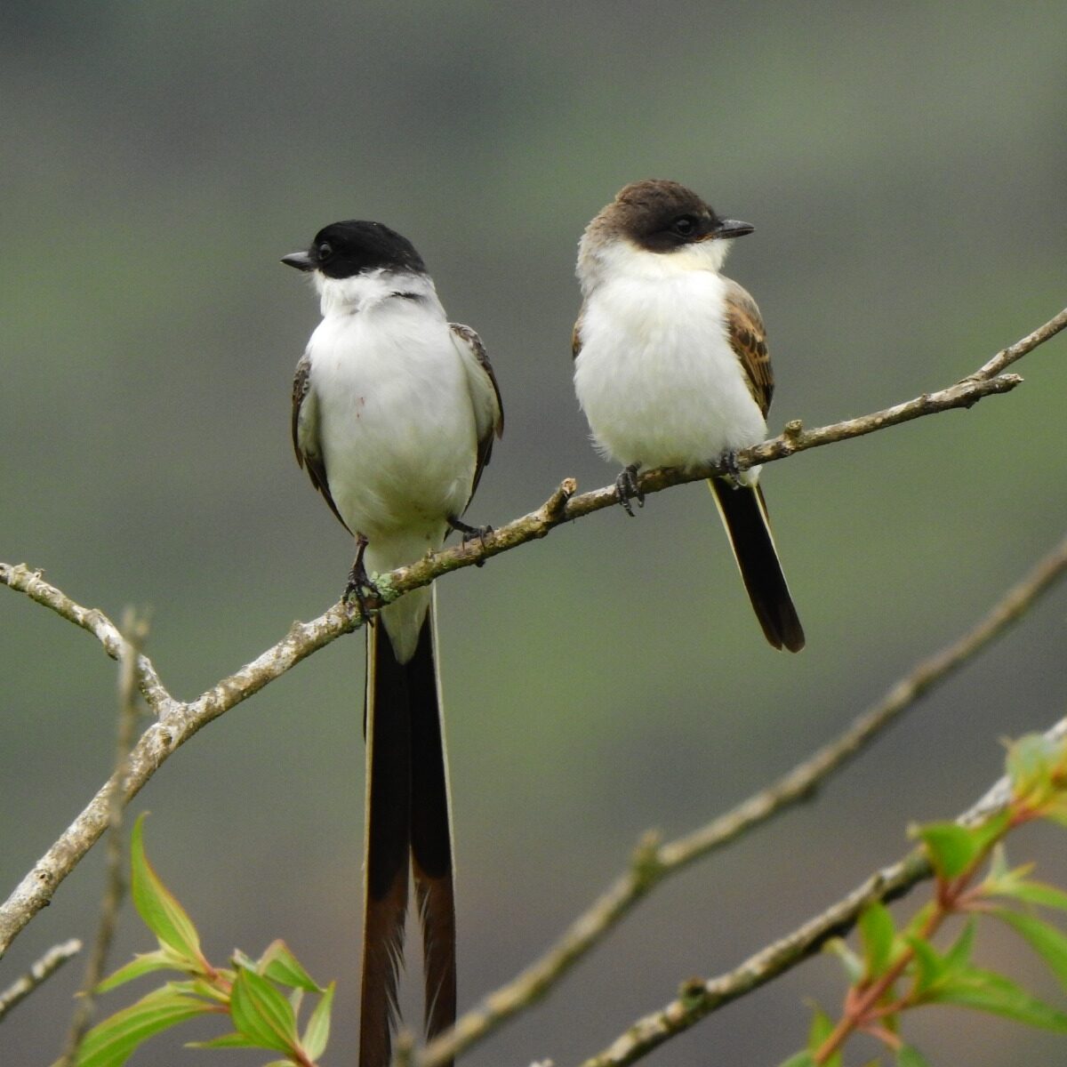 Festival de las Aves 2026 en Medellín: programación y recorridos