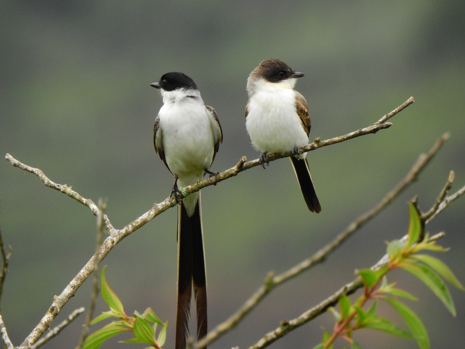 Festival de las Aves 2026