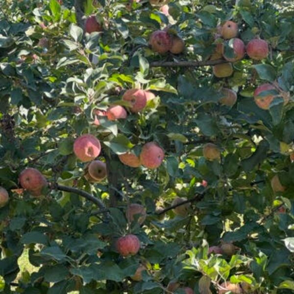 Alcobaça, donde el Atlántico les da carácter a las manzanas de Portugal