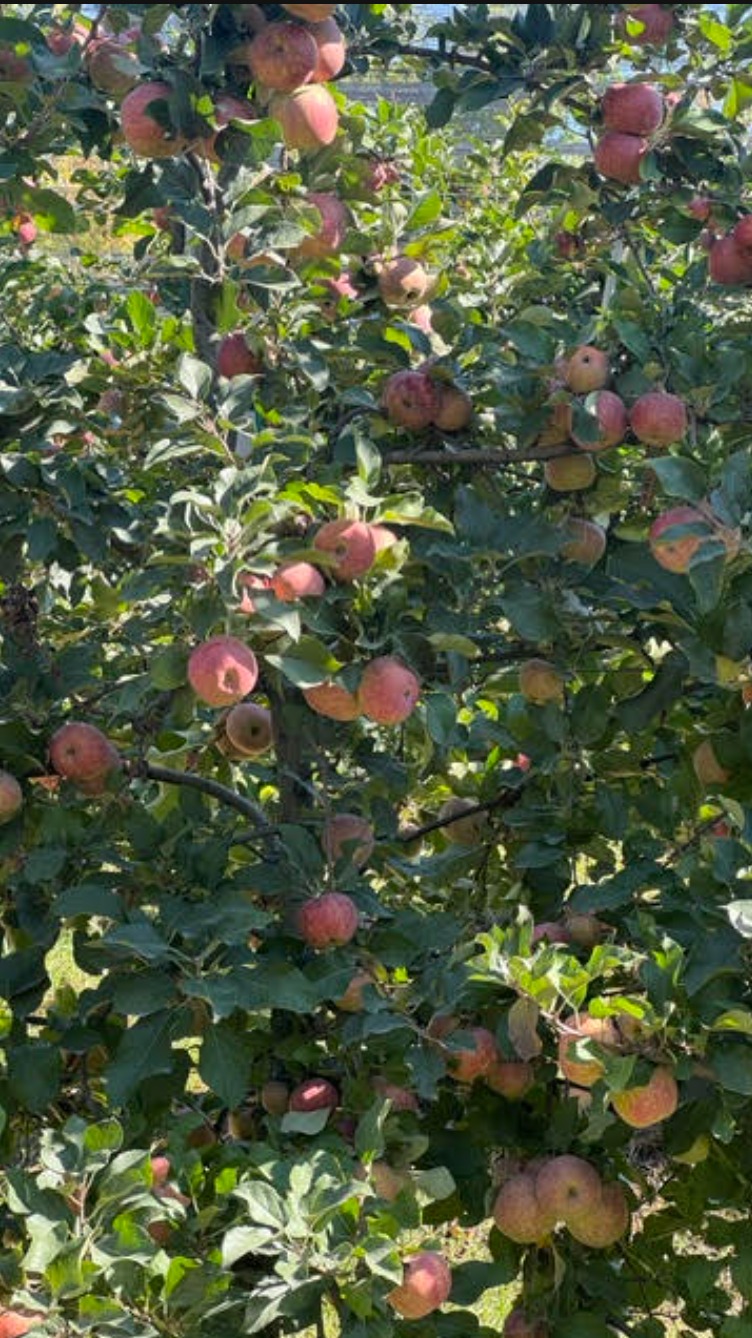 Manzanas