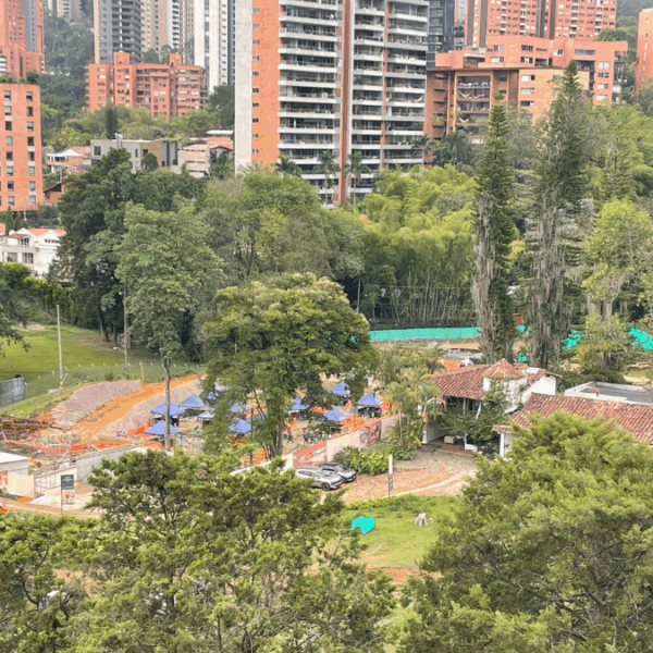 Talaron árbol de una especie protegida en San Lucas