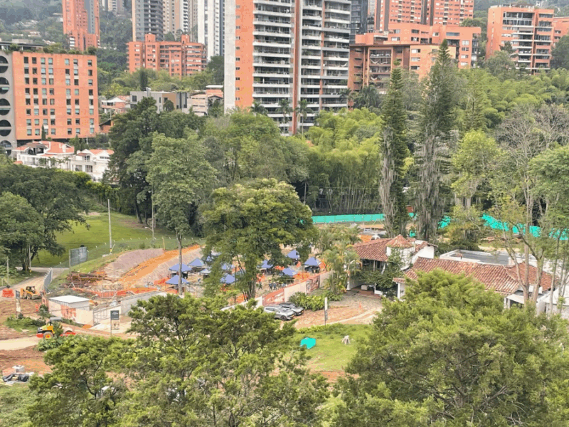 Talaron árbol de una especie protegida en San Lucas