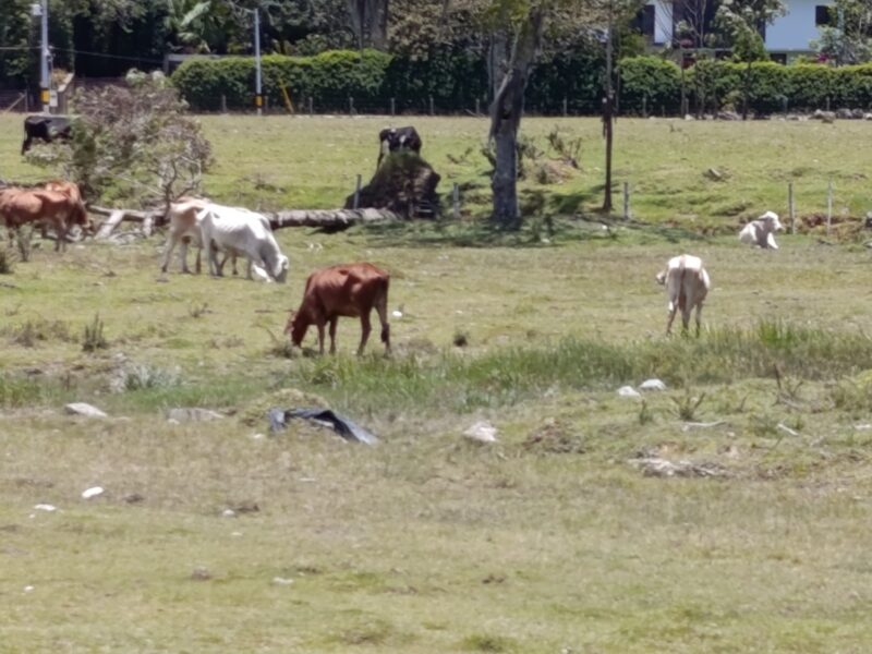 Reses pastando en predio de Llanogrande
