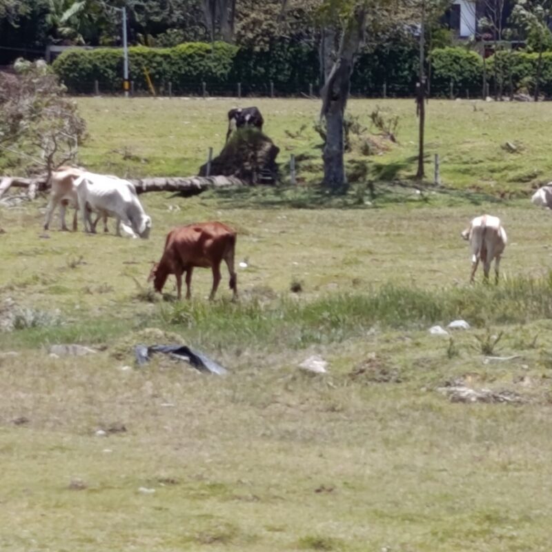Preocupan animales descuidados en potrero de Llanogrande