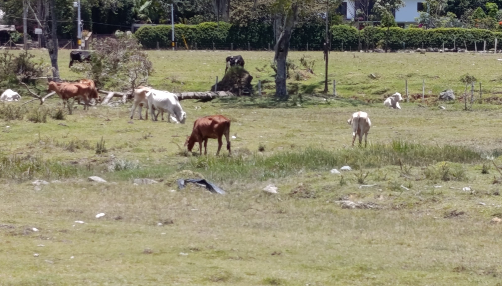 Reses pastando en predio de Llanogrande