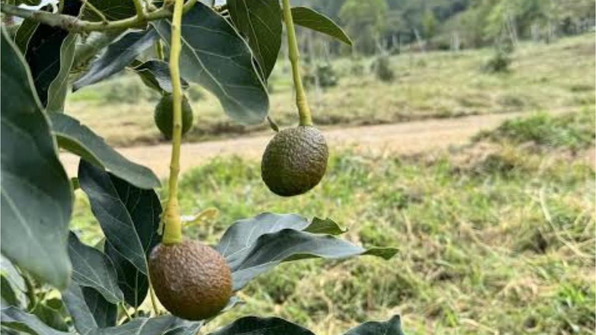 Territorio Aguacate dos días para fortalecer la industria del Hass en Medellín (3)