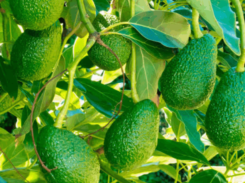 Territorio Aguacate: dos días para fortalecer la industria del Hass en Medellín