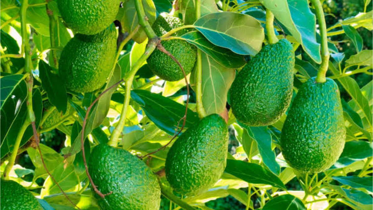 Territorio Aguacate dos días para fortalecer la industria del Hass en Medellín (3)