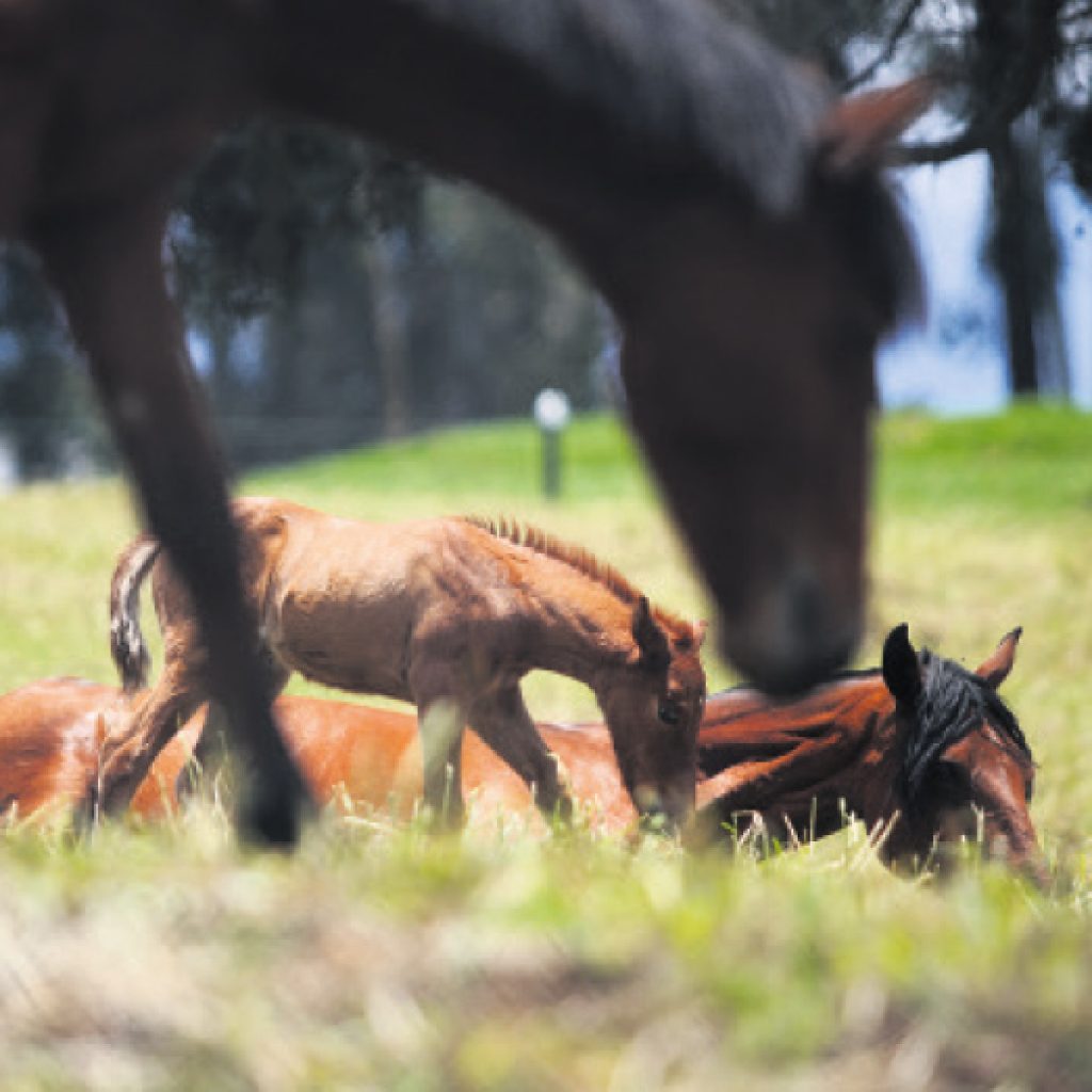 Vacaciones en el campo. Los amaneceres, los atardeceres, los paseos a caballo, los de olla, bañarse en el río, montarse a los árboles.