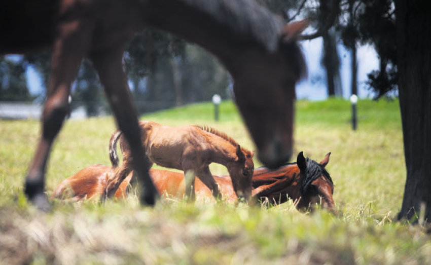 Vacaciones en el campo. Los amaneceres, los atardeceres, los paseos a caballo, los de olla, bañarse en el río, montarse a los árboles.