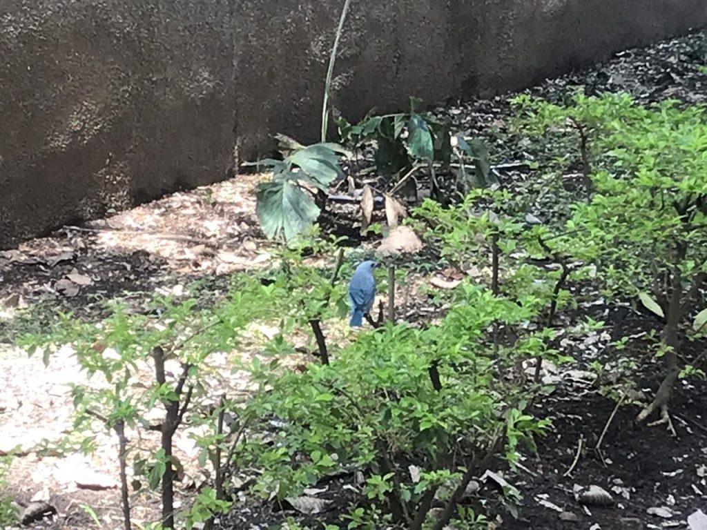 Fauna silvestre de El Poblado