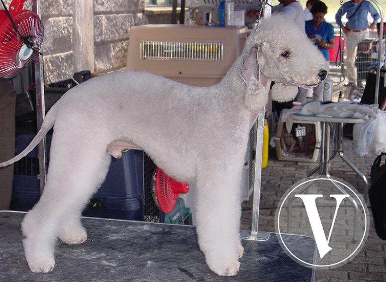 Tomy Sam, el Bedlington terrier