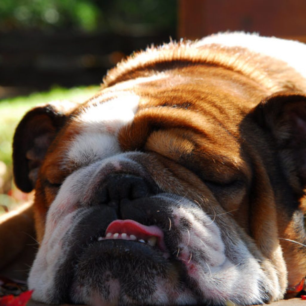 Recomendaciones para cuidar a las mascotas del calor