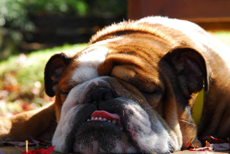 Recomendaciones para cuidar a las mascotas del calor