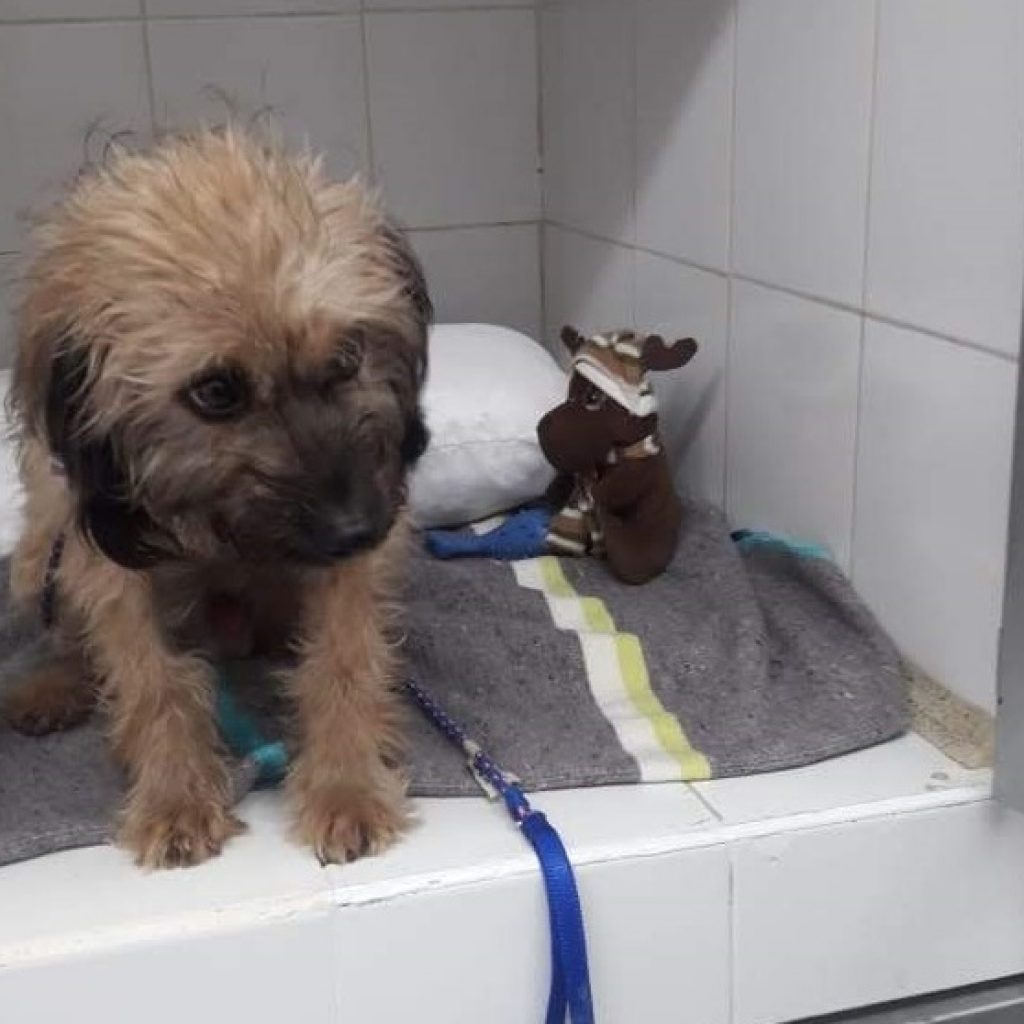 Perro rescatado de Hidroituango
