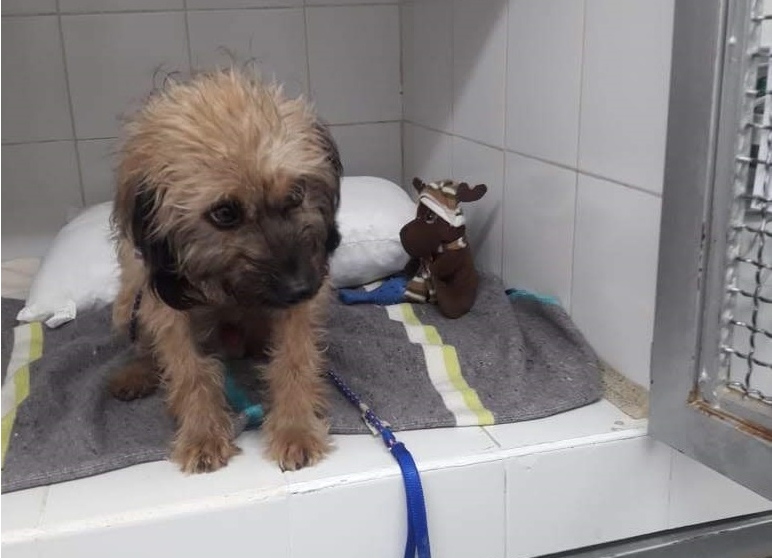 Perro rescatado de Hidroituango