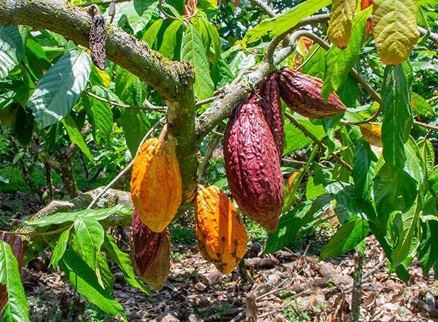 Colombia produce cacao fino