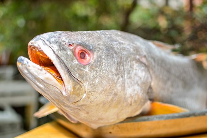 Criterios para ejercer un consumo responsable de pescado