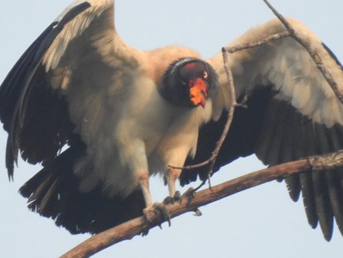 Especies de aves identificadas Magdalena Medio antioqueño
