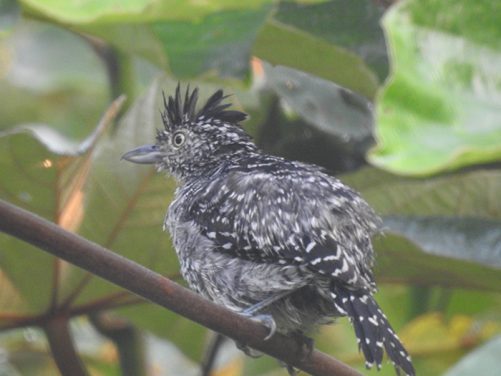 Especies de aves identificadas Magdalena Medio antioqueño