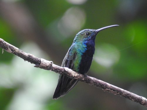 Especies de aves identificadas Magdalena Medio antioqueño