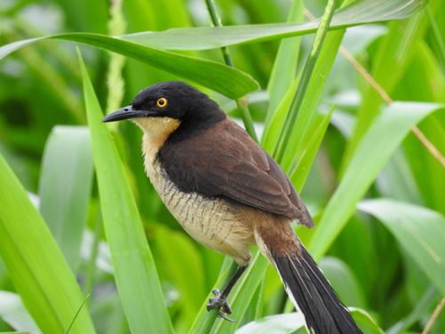 Especies de aves identificadas Magdalena Medio antioqueño
