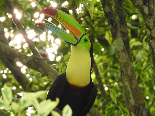 Especies de aves identificadas Magdalena Medio antioqueño