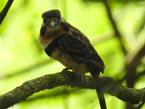 Especies de aves identificadas Magdalena Medio antioqueño