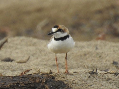 Especies de aves identificadas Magdalena Medio antioqueño