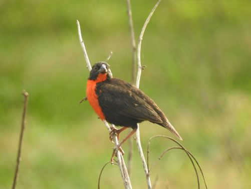 Especies de aves identificadas Magdalena Medio antioqueño