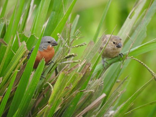 Especies de aves identificadas Magdalena Medio antioqueño