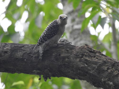 Especies de aves identificadas Magdalena Medio antioqueño