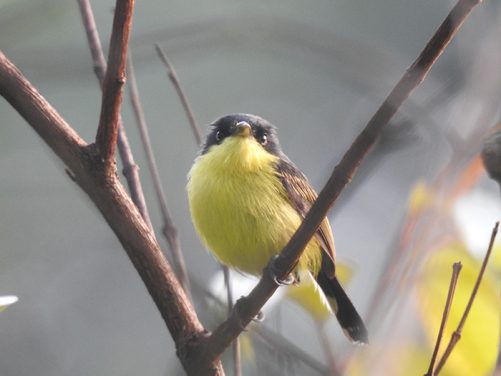 Especies de aves identificadas Magdalena Medio antioqueño