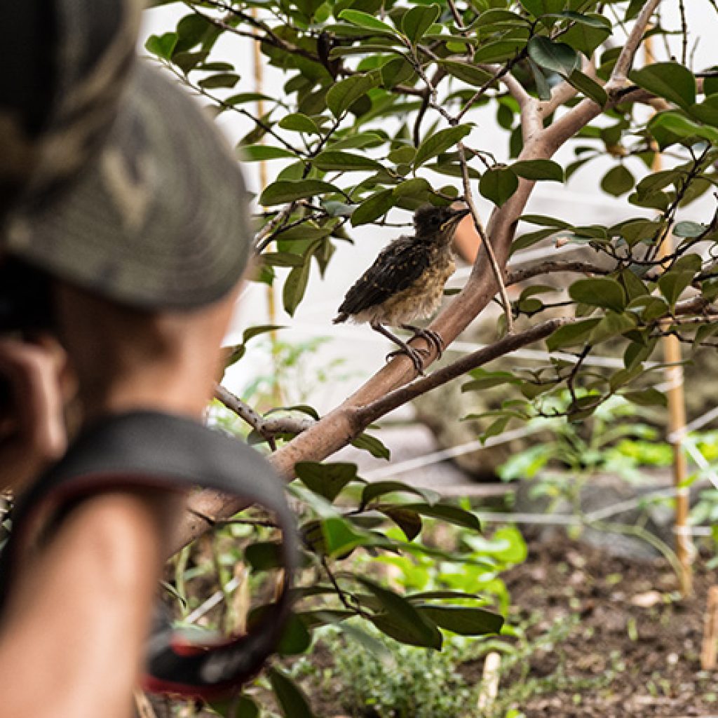 Gracias a eBird pueden hacer un monitoreo de especies de aves en colombia y el mundo. especies de aves en estación Cocorná, en el Magdalena Medio antioqueño