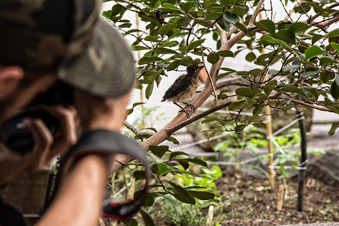 Gracias a eBird pueden hacer un monitoreo de especies de aves en colombia y el mundo. especies de aves en estación Cocorná, en el Magdalena Medio antioqueño
