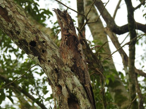 Especies de aves identificadas Magdalena Medio antioqueño