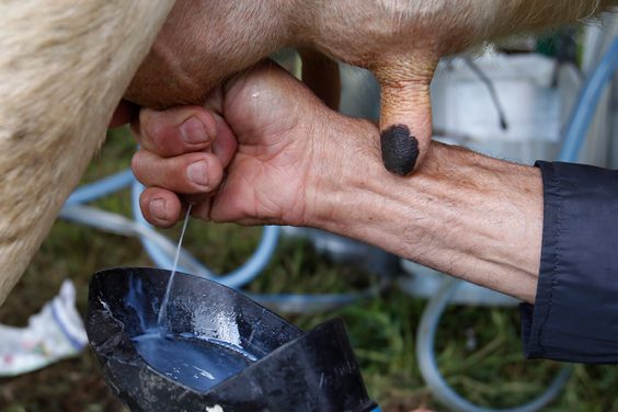 San Pedro de los Milagros es el municipio que más produce leche por metro cuadrado en Colombia.