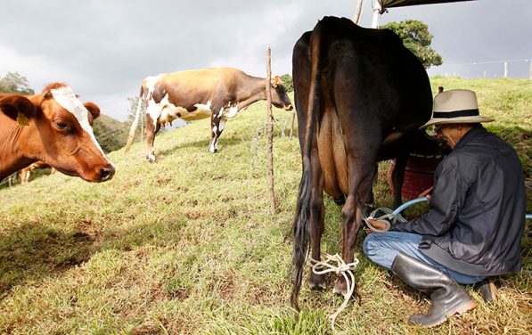 San Pedro de los Milagros es el municipio que más produce leche por metro cuadrado en Colombia.