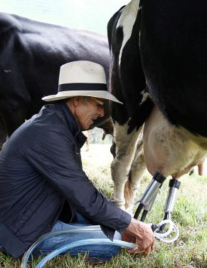 San Pedro de los Milagros es el municipio que más produce leche por metro cuadrado en Colombia.