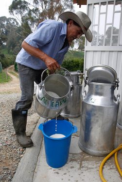 San Pedro de los Milagros es el municipio que más produce leche por metro cuadrado en Colombia.