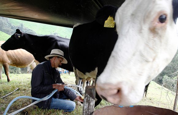 San Pedro de los Milagros es el municipio que más produce leche por metro cuadrado en Colombia.